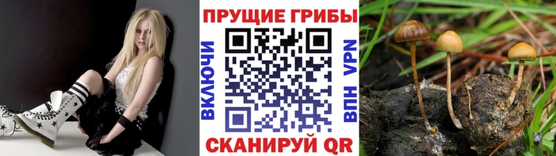 Галлюциногенные грибы Psilocybe  Знаменск 